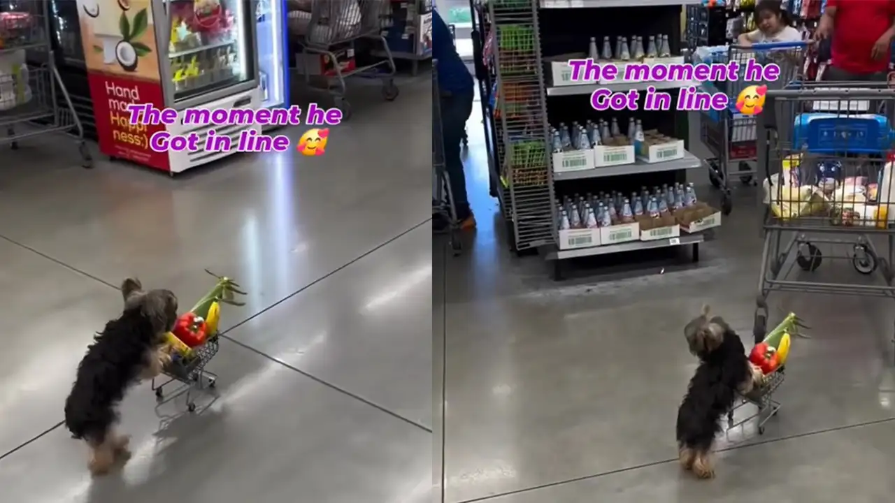 Песик в супермаркете.