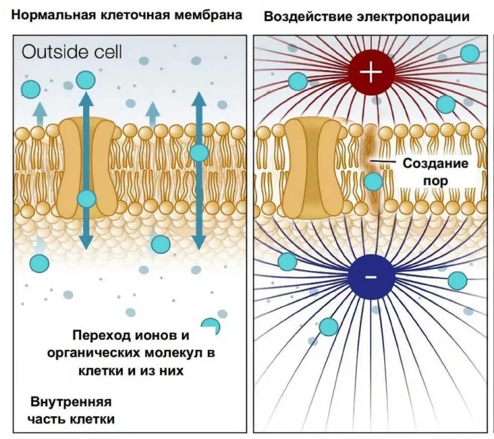 Суть электропорации.