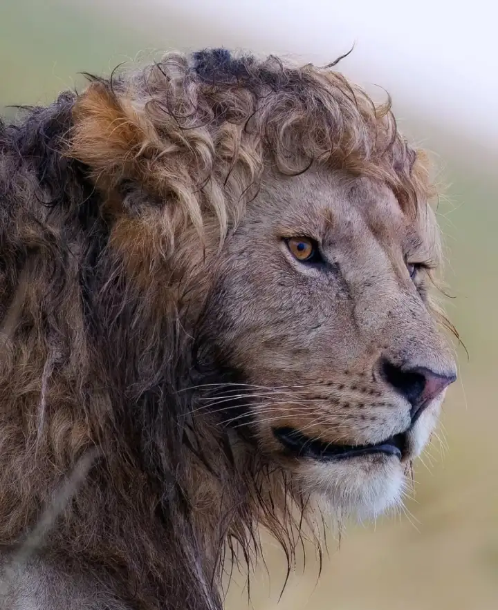 Кудрявый лев.
