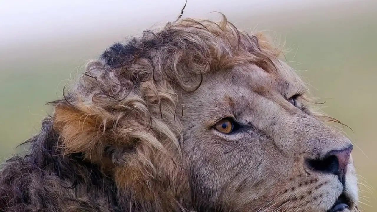 Кудрявый лев.