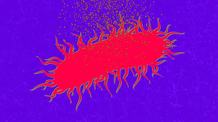 Куркумин усиливал действие антибиотика, заставляя бактерии погибать.