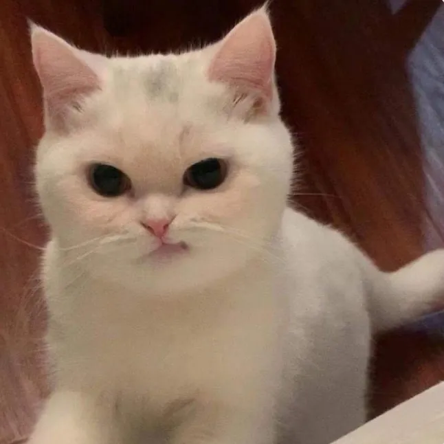 Когда кожаные сказали, что не дадут вкусняшки.