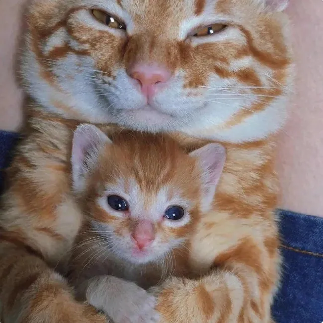 Мама-ксерокс.