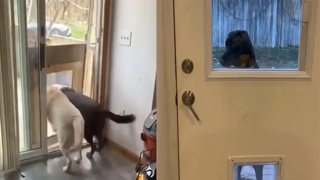 Собаки и двери.