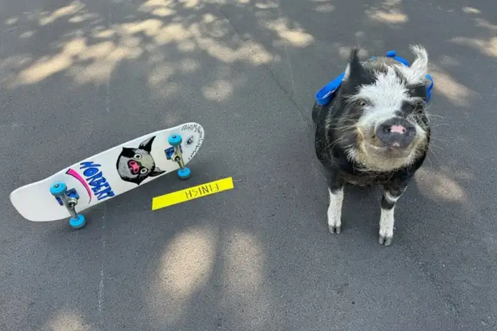 Довольный победитель у финишной полосы. Довольный победитель у финишной полосы.