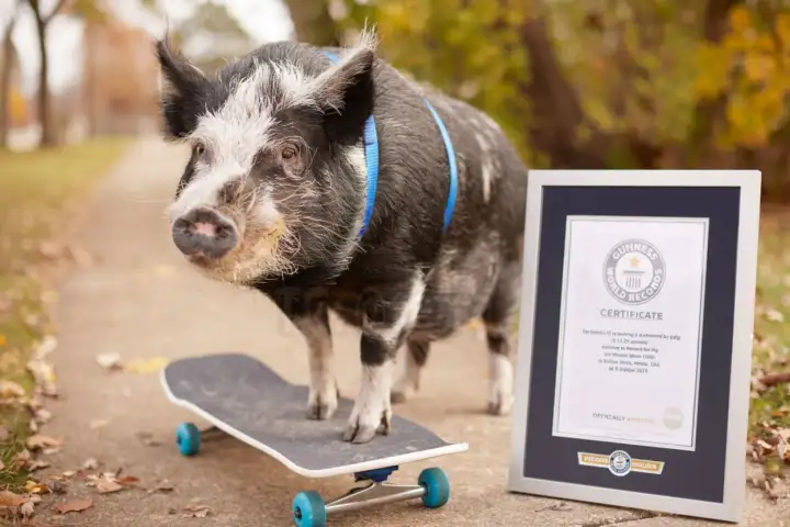 Ему удалось проехать на скейте 10 метров за 11,32 секунды - это официальный рекорд. Ему удалось проехать на скейте 10 метров за 11,32 секунды - это официальный рекорд.