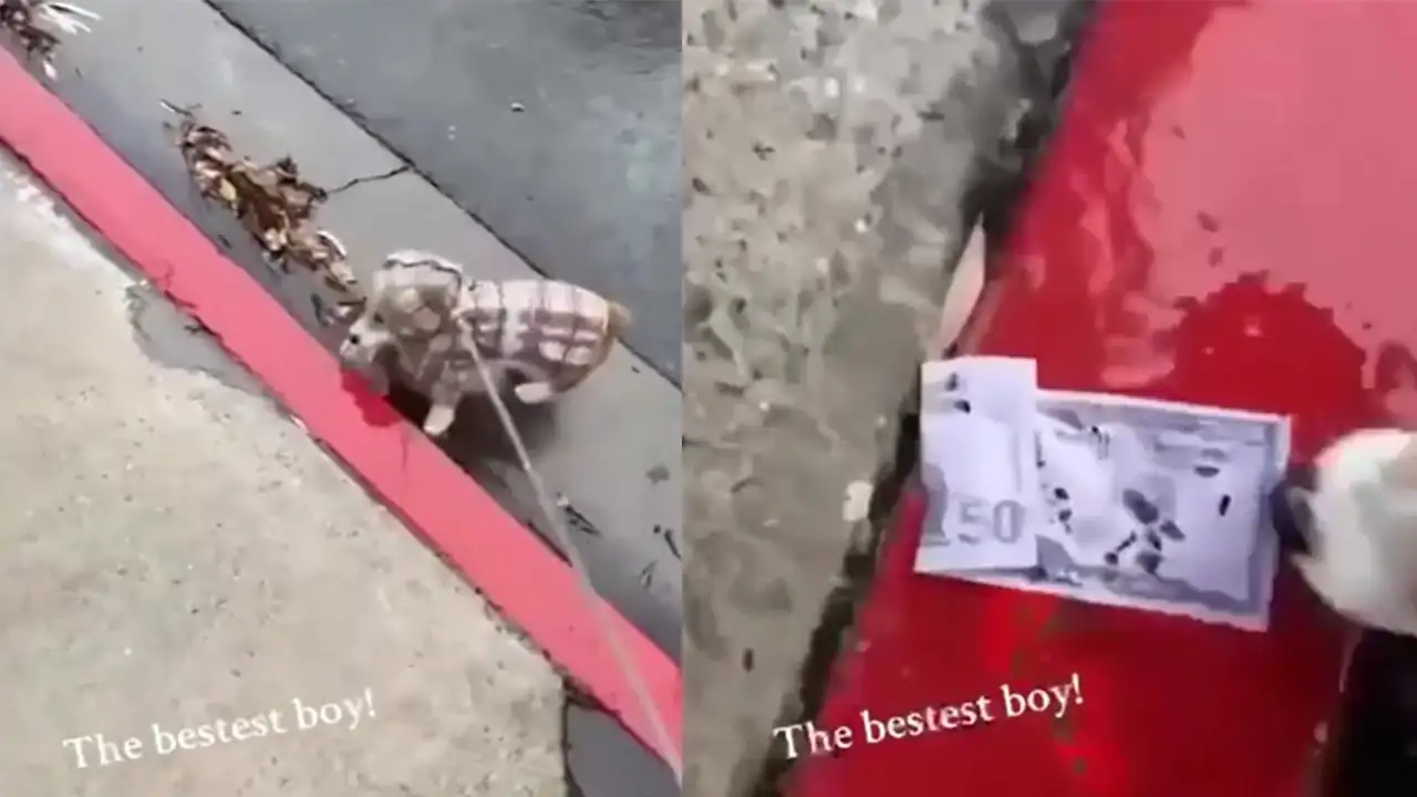 Песик-добытчик.