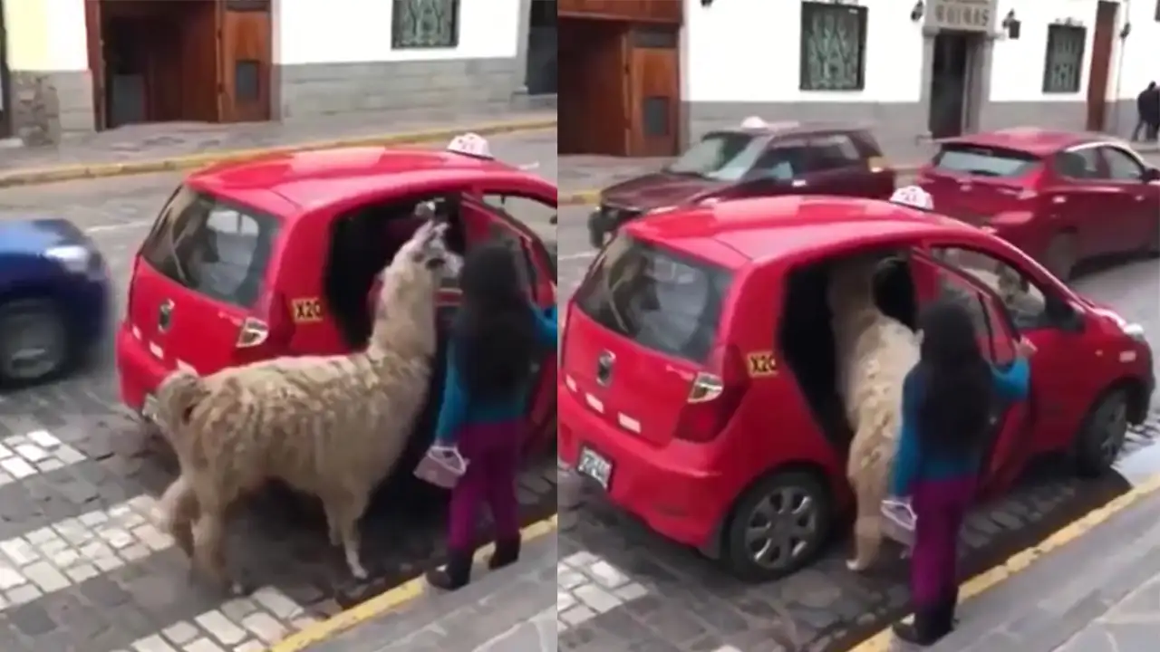 Альпака садится в такси.