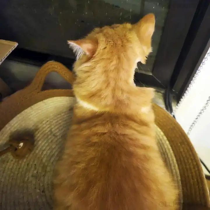 Частично побритый кот.