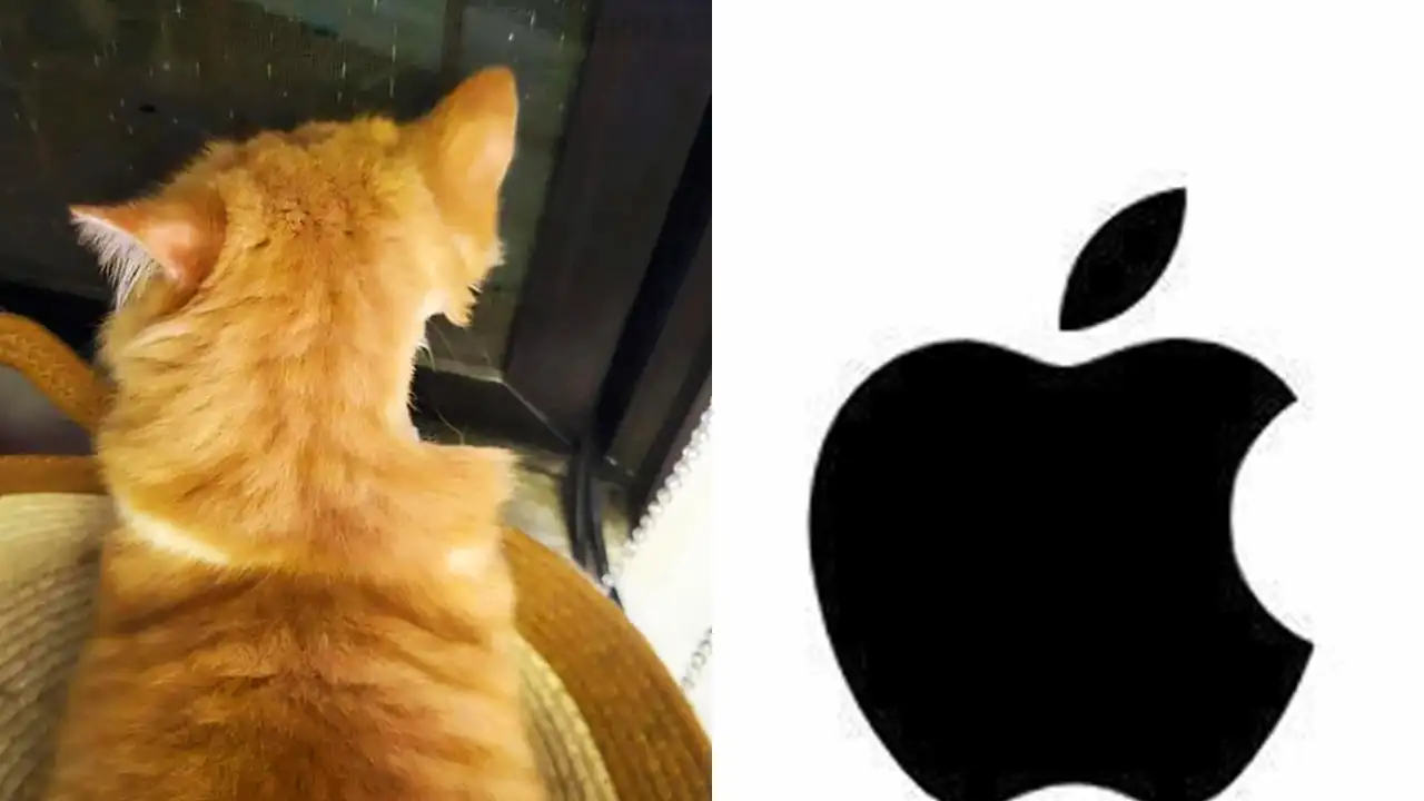 Кот, которого частично побрили, и логотип Apple.