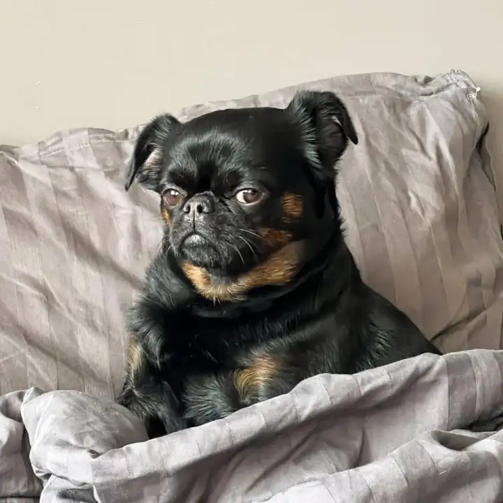 Недовольный Чарли проснулся.