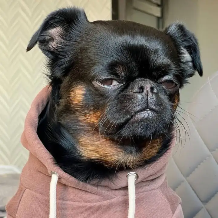 Просто недовольный Чарли.