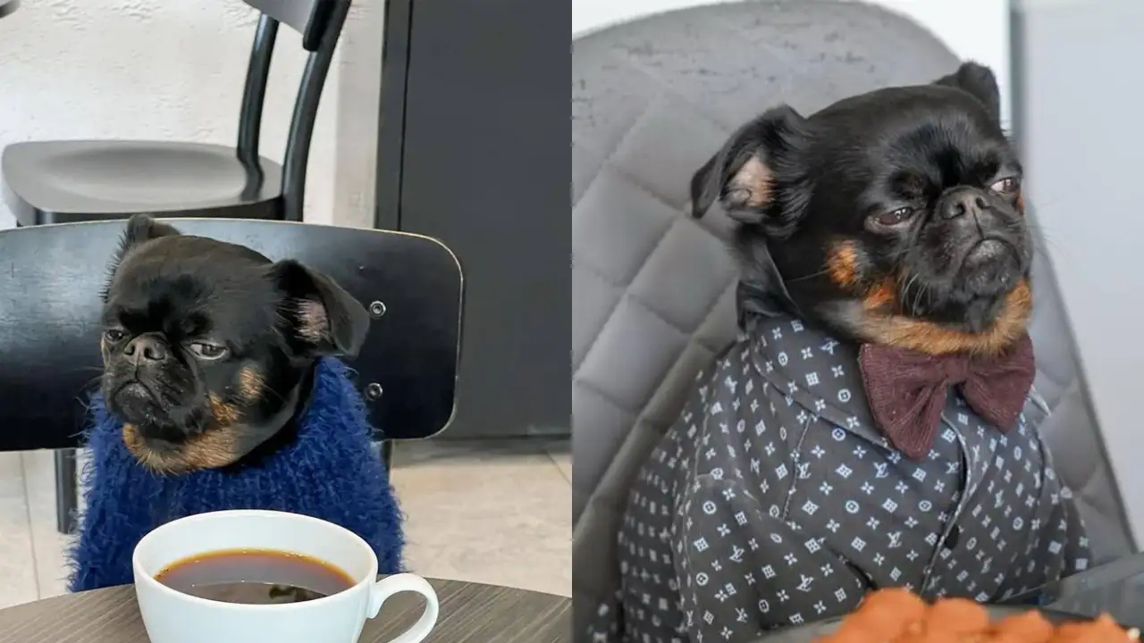 Недовольный пёс.