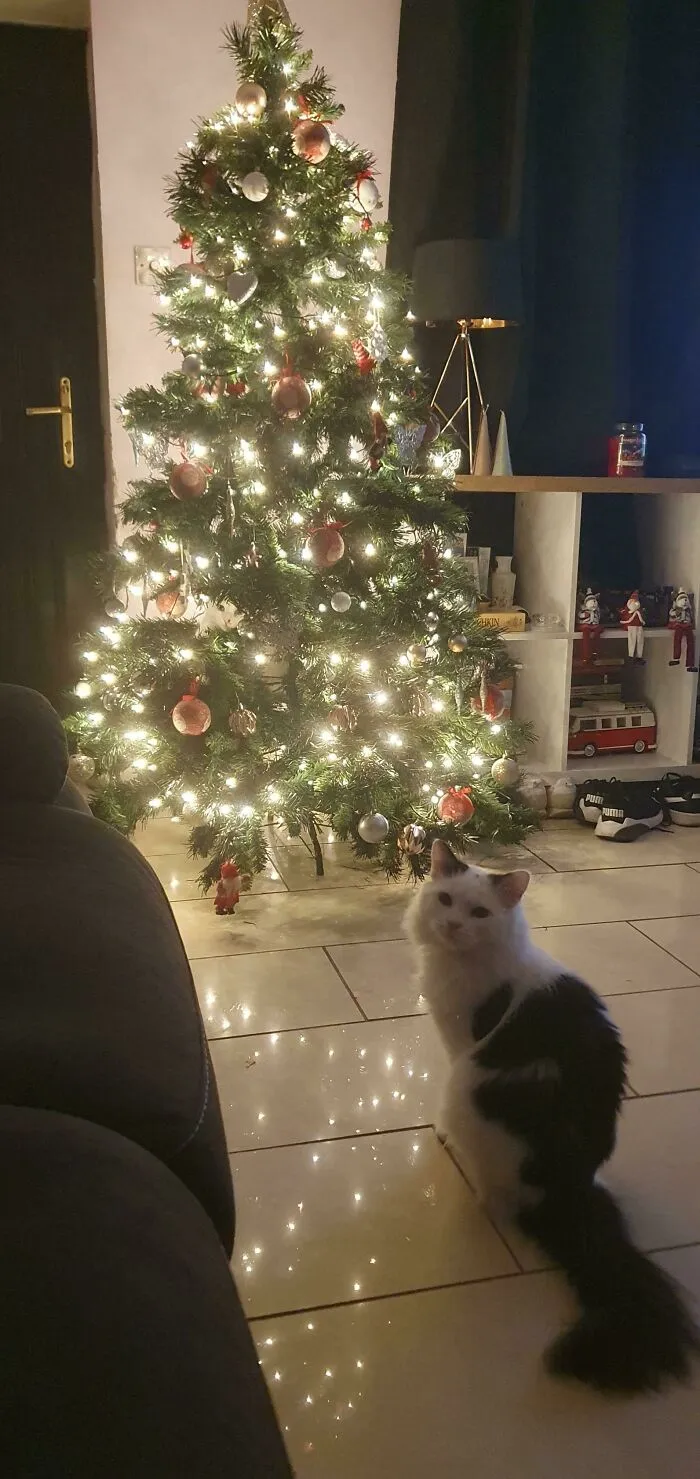 На этой картинке две кошки.