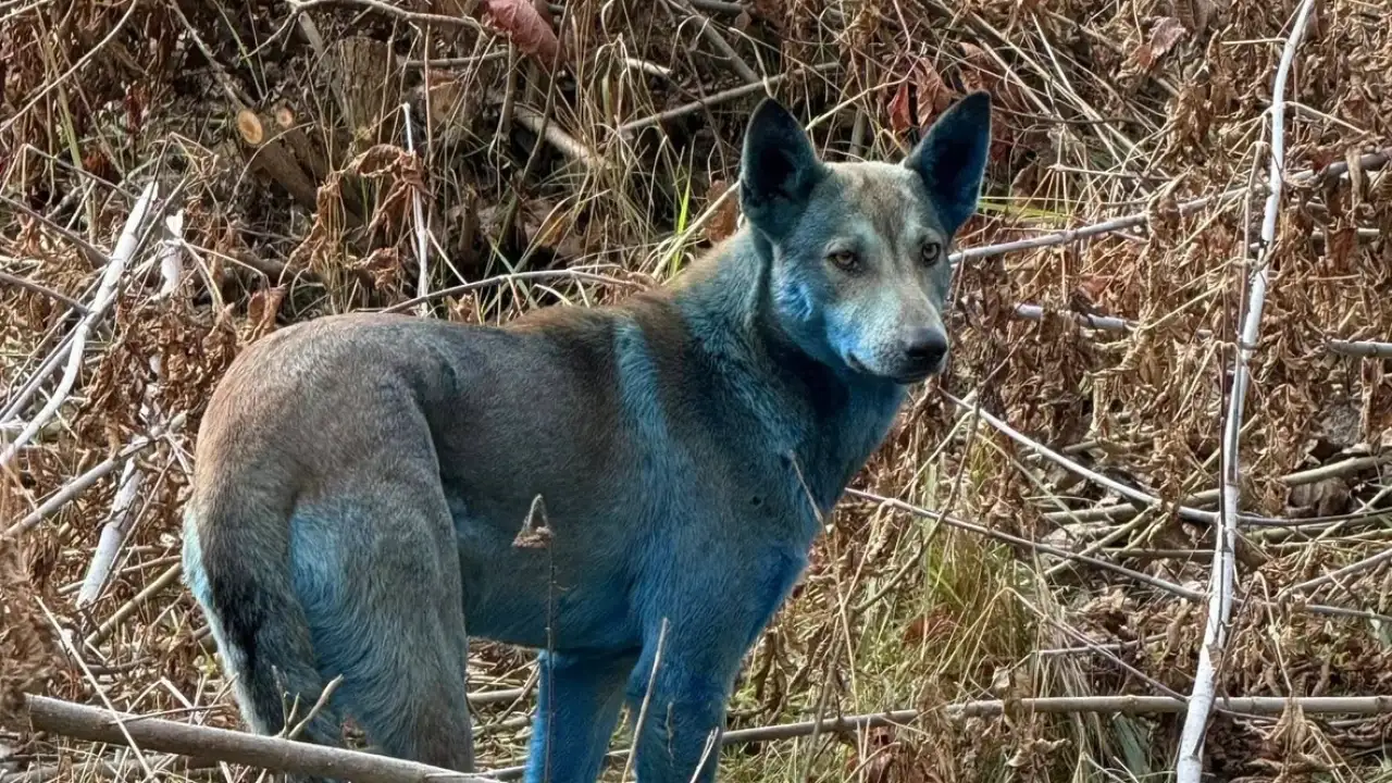 Синяя собака.