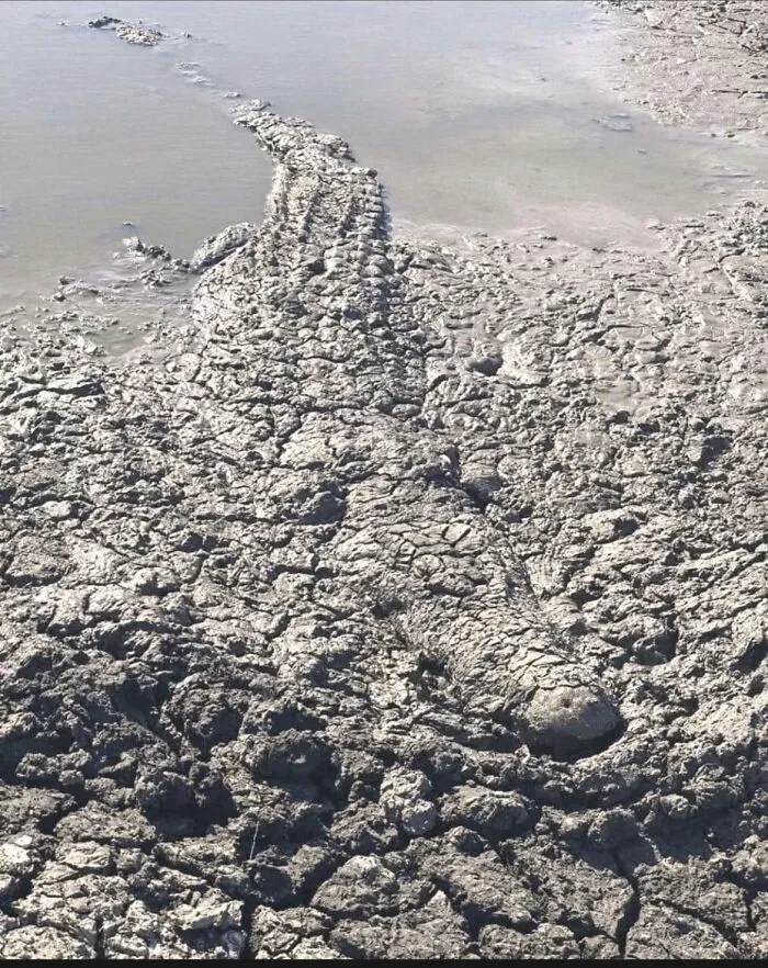 «Найдите смертоносного динозавра».