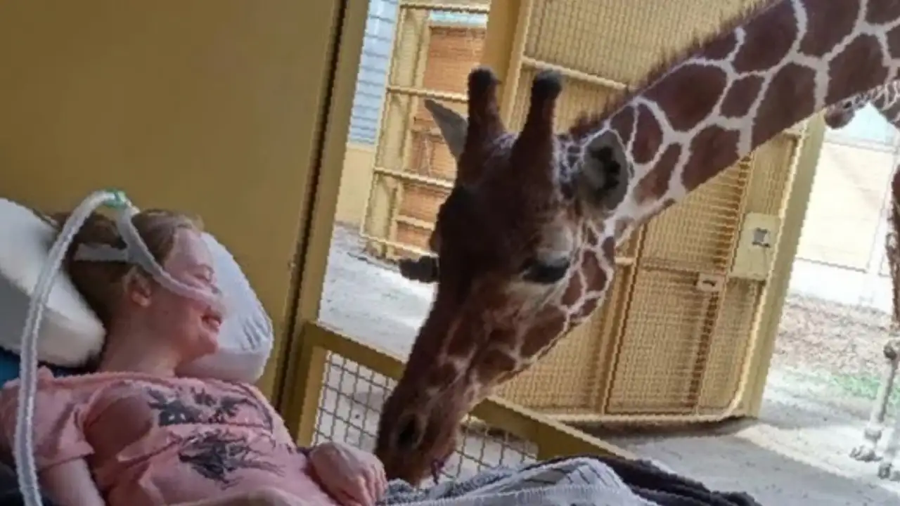 Жираф с умирающей девушкой.