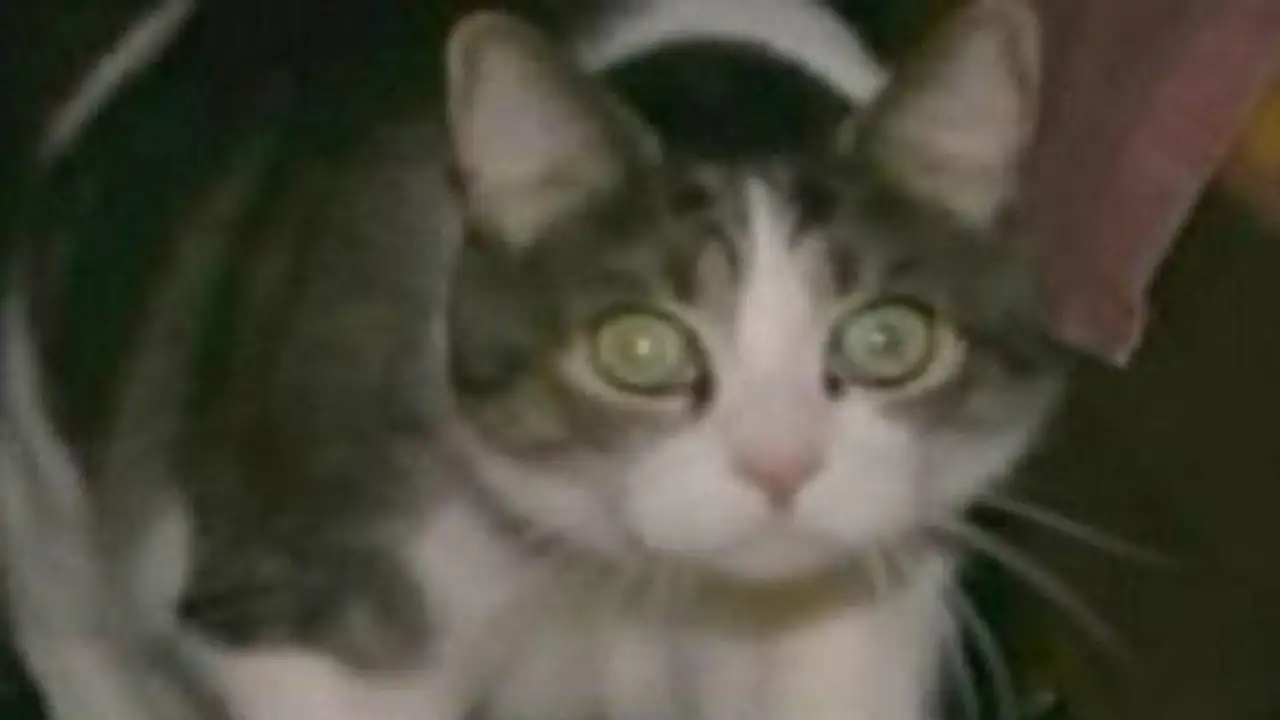 Кот по кличке Сал Эспозито.