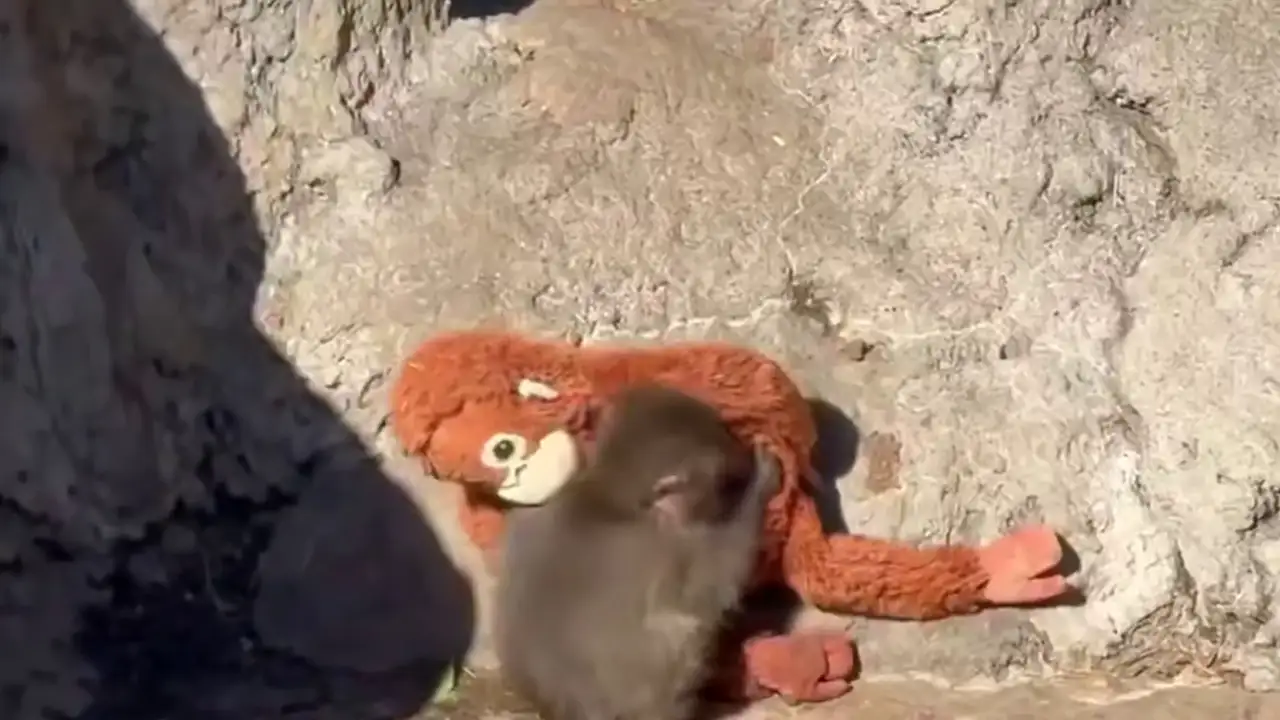 На малыша Панча напала взрослая обезьяна, и он спрятался у игрушечной мамы.