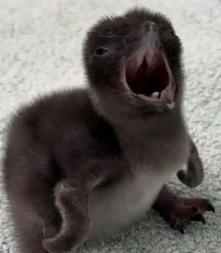 Пингвинёнок Генри Пингвинёнок Генри