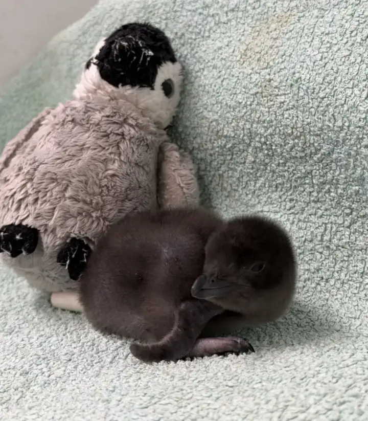 Он же с игрушкой. Он же с игрушкой.