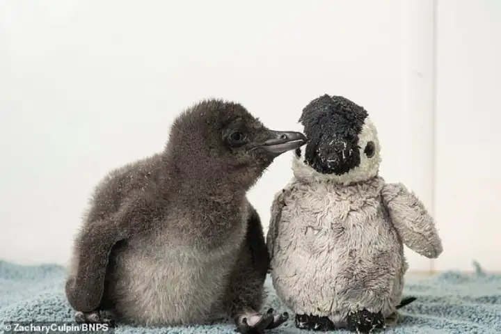 Ну разве не милота? Ну разве не милота?