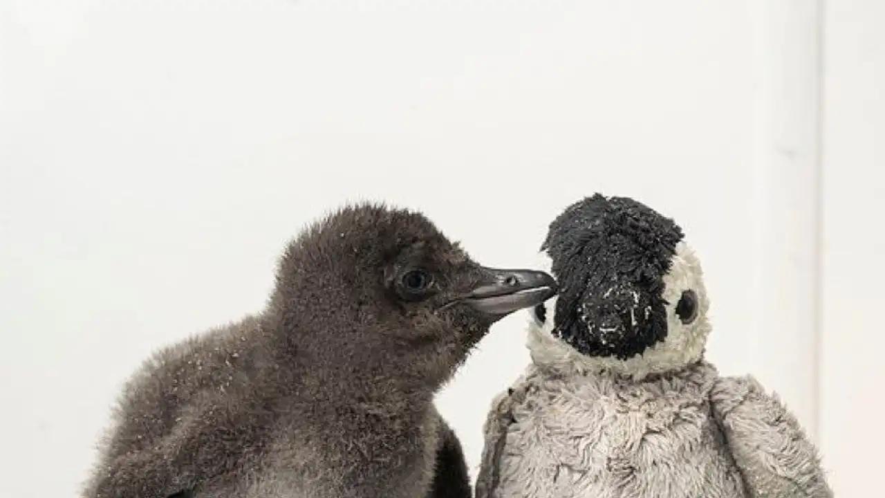 Пингвинёнок Генри с игрушкой.