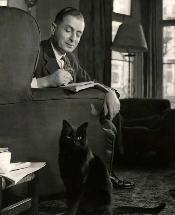 Этот черный кот прекрасен, и он знает об этом.