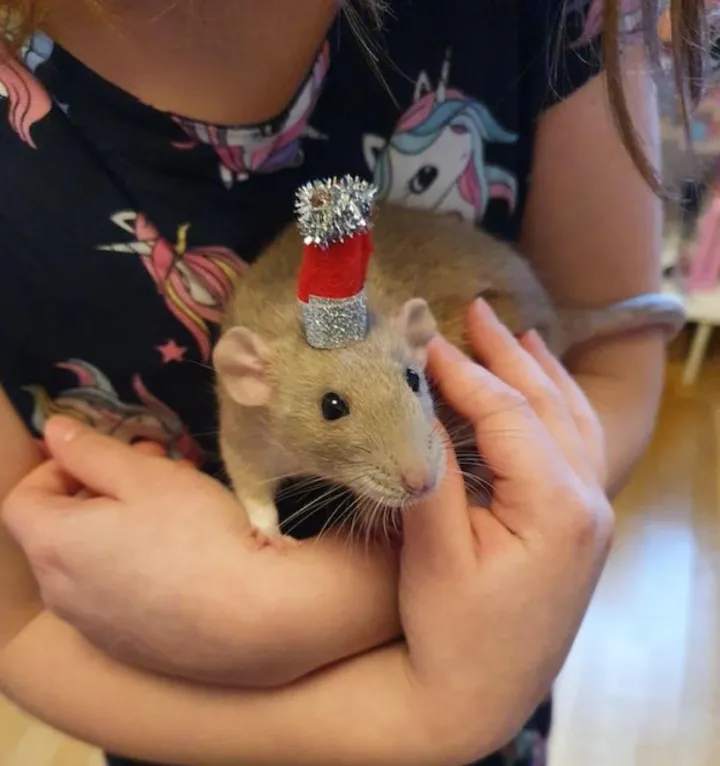 «Моя дочь сделала шапочку для своей крысы». «Моя дочь сделала шапочку для своей крысы».