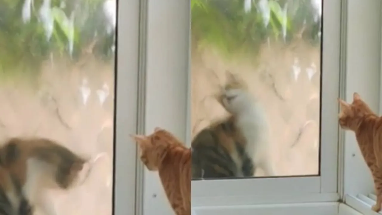 Котики.
