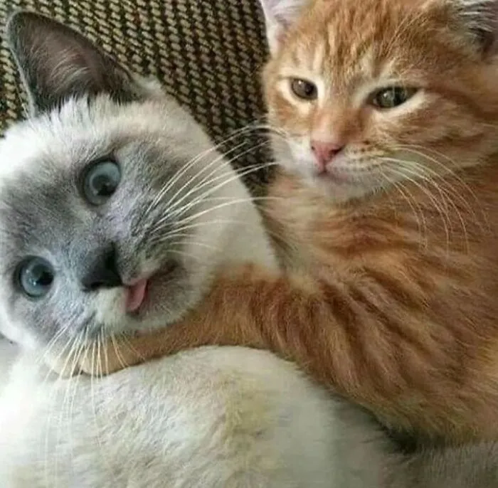 «Памагити!» «Памагити!»