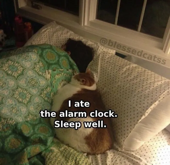 «Я съел будильник. Спи крепко». «Я съел будильник. Спи крепко».