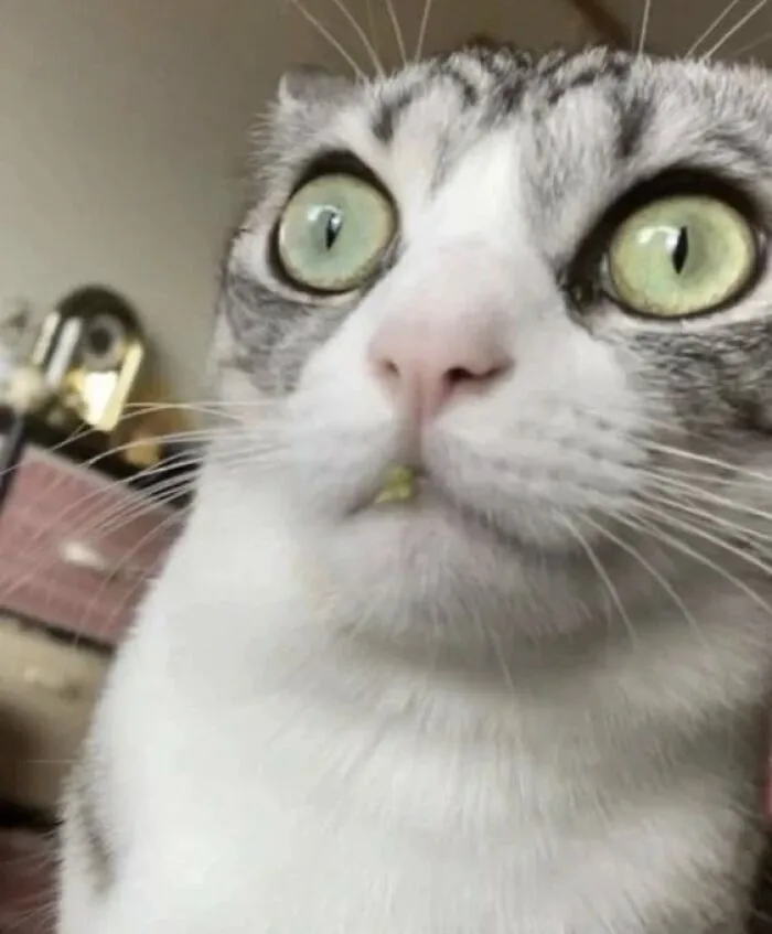 «В смысле вискас подорожал? Опять?» «В смысле вискас подорожал? Опять?»