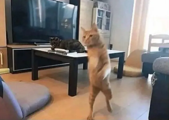 Идет на разборки. Идет на разборки.