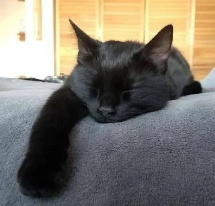 Спи крепко, пушистик. Спи крепко, пушистик.