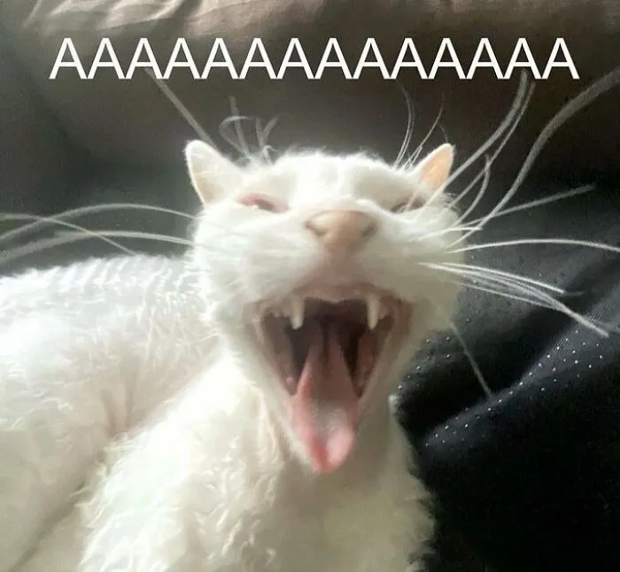 «А-а-а-а-а!» «А-а-а-а-а!»