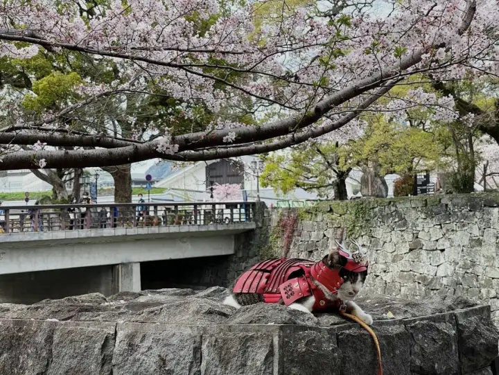  Котэцу-кун – кот-самурай.