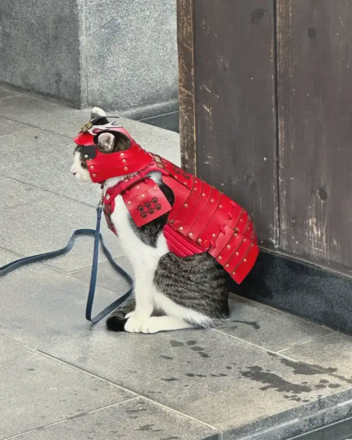 Пушистый страж замка. 