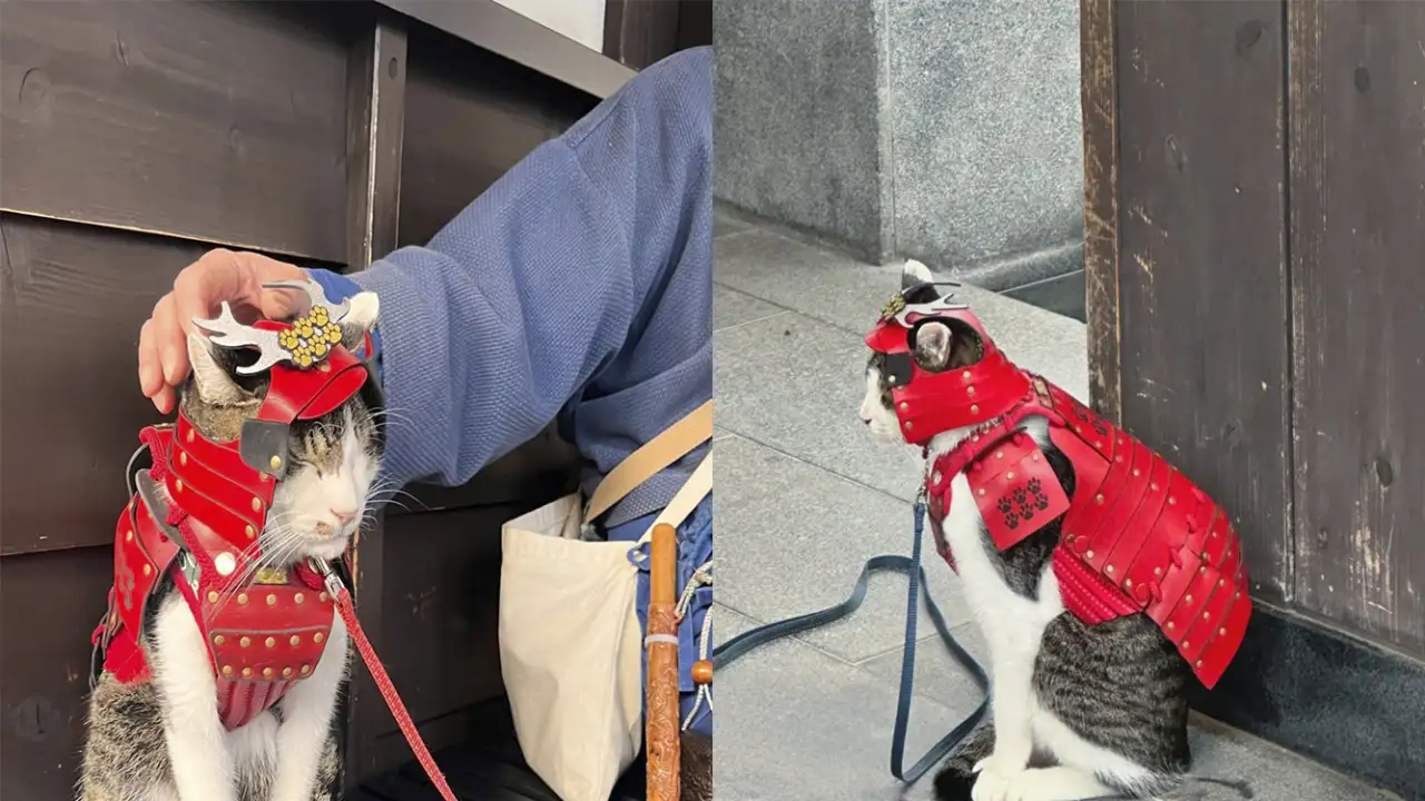 Кот Котэцу-кун.