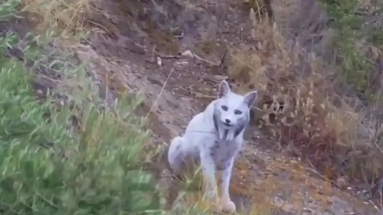 Первая в истории белая пиренейская рысь.