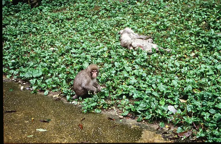 Молодая макака ухаживает за телом умершего члена группы.
