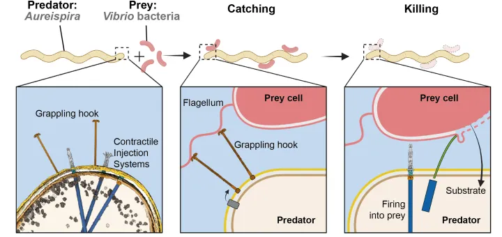 На схеме показан процесс охоты Aureispira: захват крюком, выстрел из молекулярных пушек и поедание.