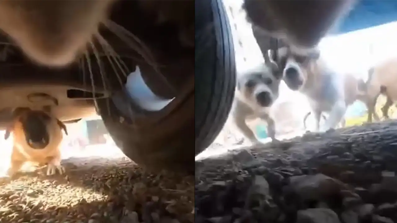 Кот Гарфилд прячется от собак.