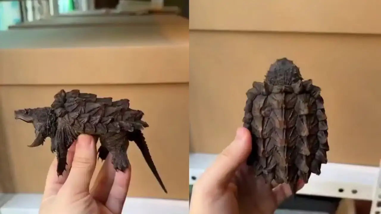 Черепаха-аллигатор.