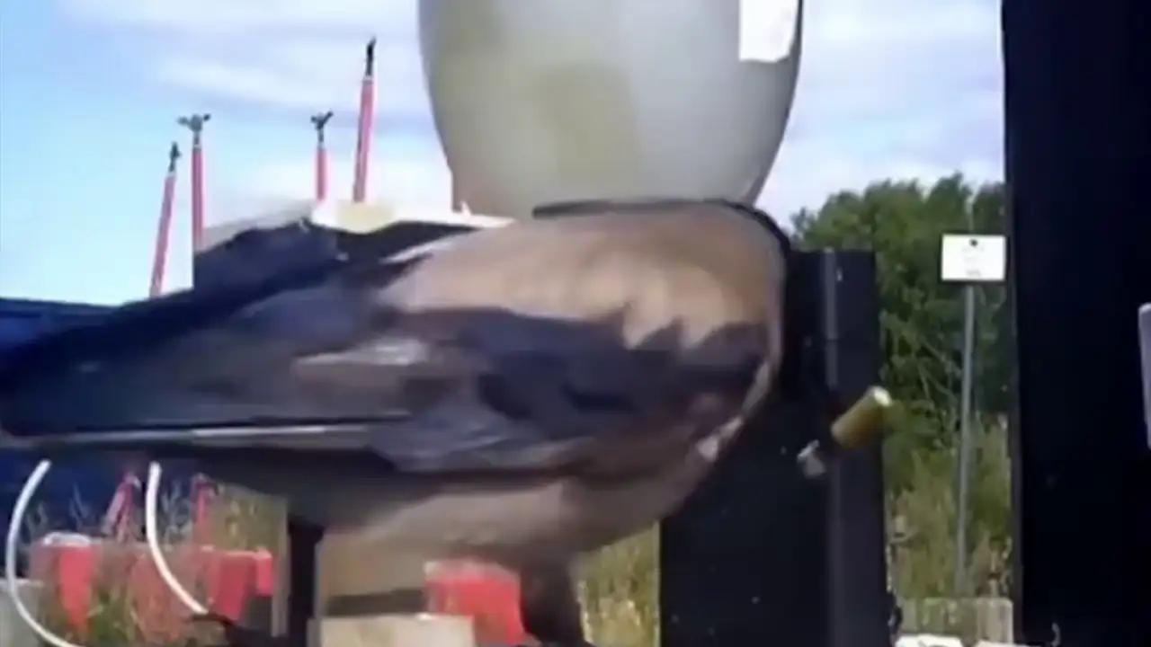 Ворона, убирающая мусор.