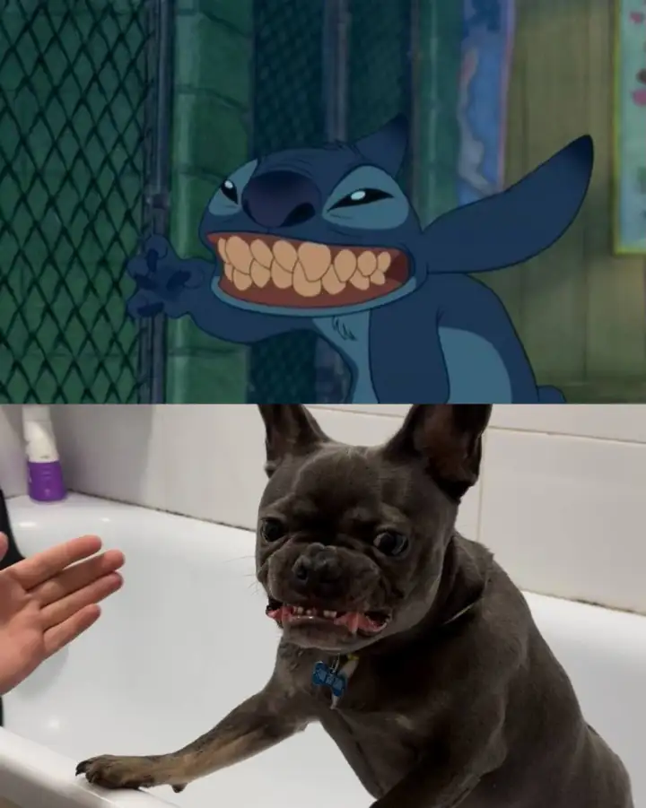 Такой же свирепый, как Стич.