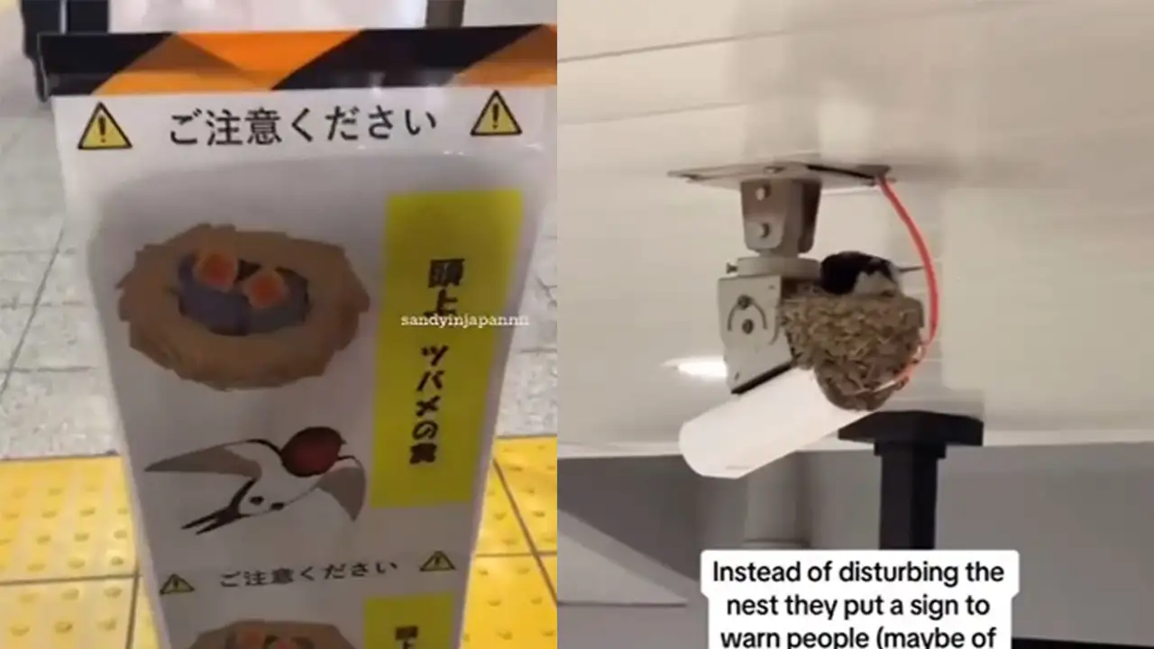 Ласточка в токийском метро. 