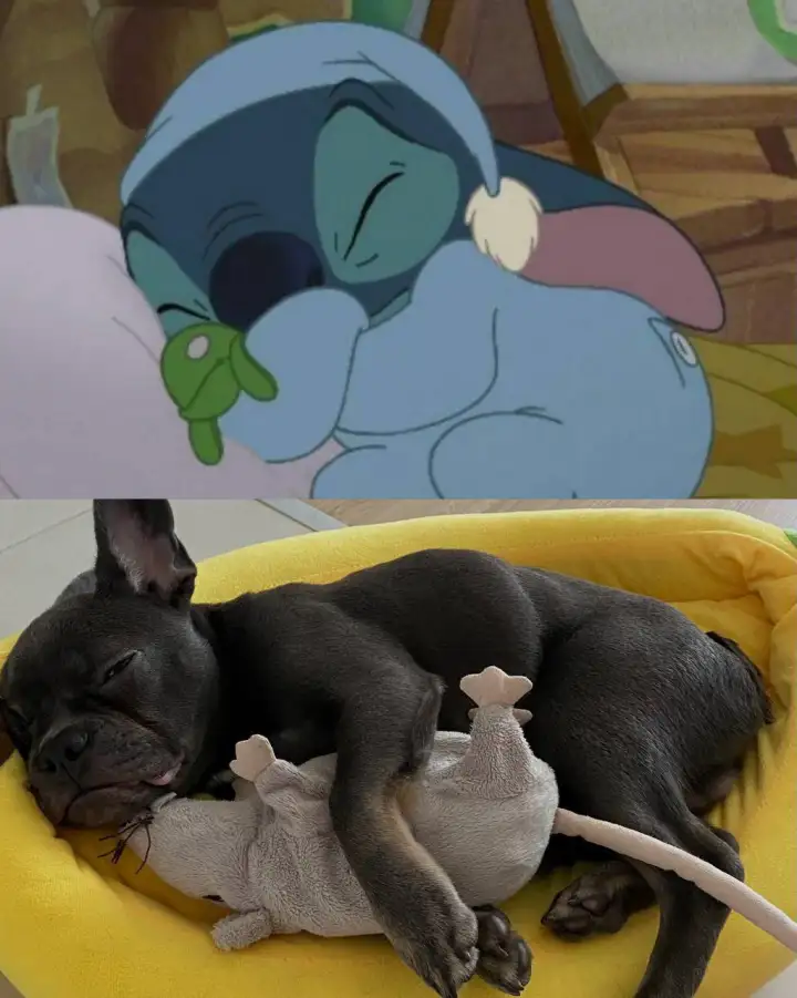 Так же спит с игрушкой, как Стич.