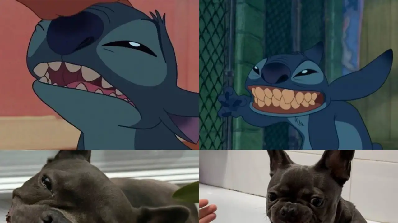 Пёс по кличке Стич в сравнении со Стичем из мультфильма.