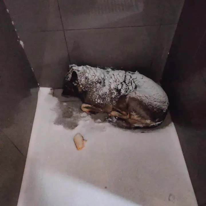 Замерзающий Додобоня. Замерзающий Додобоня.